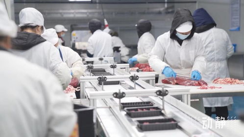 牛肉市场波动下，安顺肉牛产业与餐饮服务的稳健发展之道